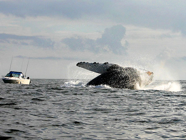 Whale Watching, Lance's Sportfishing Adventures, Tofino Fishing Charters, Salmon, Halibut, Year Round Fishing, Clayoquot Sound, Tofino Accommodation, Tofino Fishing Charters, Salmon, Halibut, Year Round Fishing, Clayoquot Sound, Tofino Acccommodation